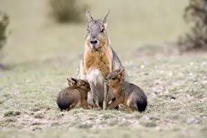 Mara Prints: Mara / Patagonian Hare - mother and young babies Range: Argentina