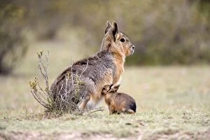 Patagonian Hare Collection: Mara / Patagonian Hare - mother and young baby Range: Argentina