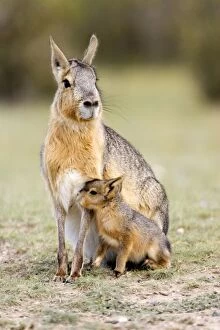 Images Dated 28th September 2006: Mara / Patagonian Hare - mother and young Range: Argentina, from Northwestern provinces south into