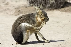 Images Dated 12th October 2004: MARA / Patagonian Hare / Patagonian Cavy - grooming Range: Argentina