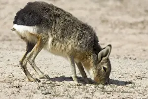 MARA / Patagonian Hare / Patagonian Cavy - feeding Range: Argentina, west - central Provinces and Patagonia. Photographed in Chubut Province
