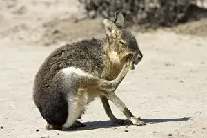 MARA / Patagonian Hare / Patagonian Cavy - grooming Range: Argentina, west - central Provinces and Patagonia. Photographed in Chubut Province