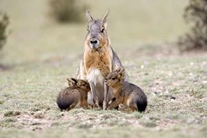 MARA / Patagonian Hare / Patagonian Cavy - mother and young babies