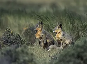 MARA / Patagonian Hare / Patagonian Cavy - nursing Patagonia, Argentina