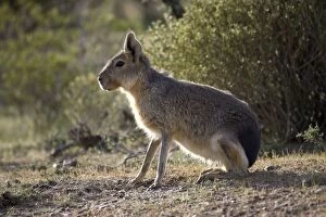 Images Dated 12th October 2004: MARA / Patagonian Hare / Patagonian Cavy Range: Argentina, west - central Provinces and Patagonia