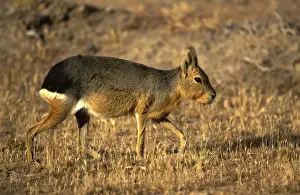 Maras Prints: MARA / Patagonian Hare / Patagonian Cavy Range: Argentina