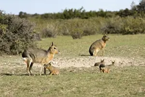 Mara / Patagonian Hare Range: Argentina, from Northwestern provinces south into Patagonia. Photo shows a denning area with adults and youngs. Valdes Peninsula, Province Chubut, Patagonia