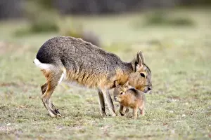 Mara / Patagonian Hare Range: Argentina, from Northwestern provinces south into Patagonia Patagonia at the Valdes Peninsula, Province Chubut