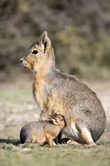 Mara / Patagonian Hare Range: Argentina, from Northwestern provinces south into Patagonia Patagonia at the Valdes Peninsula, Province Chubut