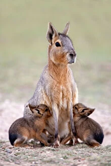 Patagonian Hare Collection: Mara / Patagonian Hare Range: Argentina, from Northwestern provinces south into Patagonia
