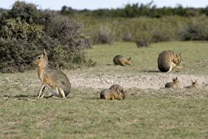 Patagonian Hare Collection: Mara / Patagonian Hare - shows a denning area with adults and youngs. Range: Argentina