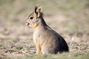 Images Dated 30th September 2006: Mara / Patagonian Hare - young Range: Argentina, from Northwestern provinces south into Patagonia