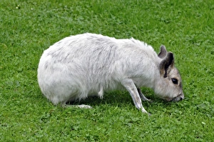 Patagonian Cavy Collection: Mara - white colour variant - grasslands of South America