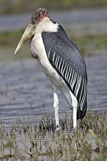 Images Dated 18th December 2004: Marabou Stork