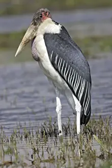 Marabou Stork
