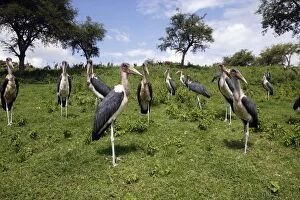 Images Dated 11th August 2006: Marabou Stork