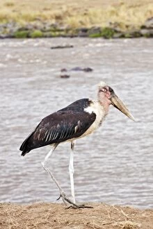 Images Dated 14th August 2011: Marabou Stork - on the banks of river Mara