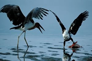 Marabou Stork & Eagle fighting over fish