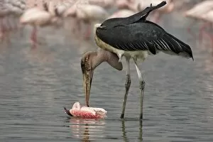 Marabou Stork - eating flamingo