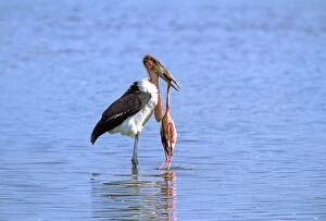 Storks Collection: Marabou Stork eating Lesser Flamingo (Phoenicopterus minor). Lake Bogaria - Kenya - Africa