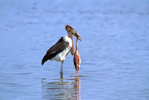 Flamingo Prints: Marabou Stork eating Lesser Flamingo (Phoenicopterus minor). Lake Bogaria - Kenya - Africa