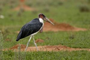 Images Dated 5th January 2004: Marabou Stork Namibia