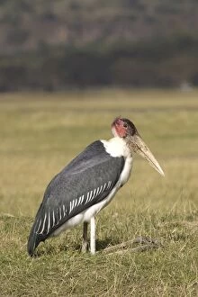 Marabou Stork - resting