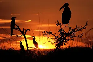 Sunsets And Sunrise Prints: Marabou Stork - At sunset in Okavango Delta, Botswana, Africa D01 VIII F11