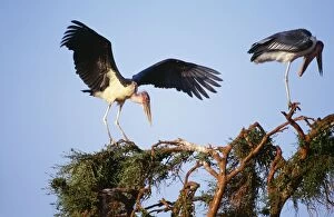 Marabou STORK - with wings outstretched