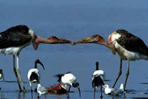 Marabou Storks - two fighting over prey