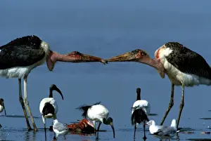 Marabou Storks - two fighting over prey