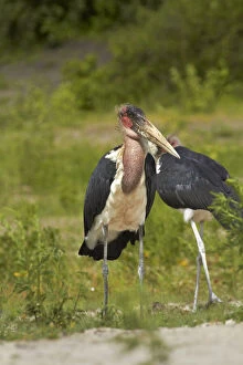 Storks Gallery: Marabou Storks (Leptoptilos crumeniferus)