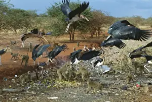 Garbage Prints: Marabou Storks and Yellow baboons (Papio cynocephalus) scavenging from a garbage tip - Kenya - Africa JFL00970
