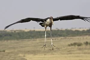Images Dated 24th August 2004: marabout Marabou Stork Leptoptilos crumeniferus