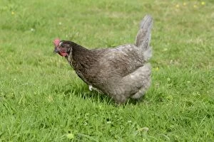 Images Dated 22nd August 2011: Maran Domestic Chicken Breed Essex, UK BI021209