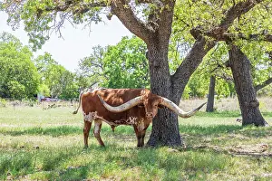 Marble Falls, Texas, USA. Longhorn cattle in the Texas Hill Country. Date: 10-04-2021