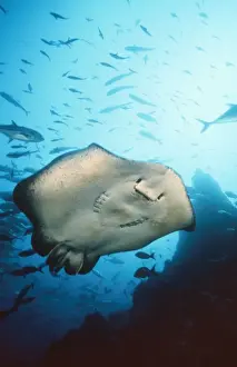 Marble Ray Cocos Island, Costa Rica