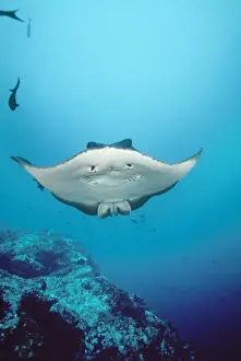 Rays Prints: Marble Ray / Marbled Ray Cocos Island, Costa Rica