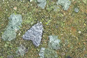 Marbled Beauty Moth - Essex, UK IN000683