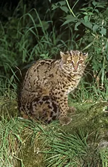Marbled cat - female - Sumatra - Borneo - Malaya to Nepal RWS00128