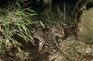 Walk Prints: Marbled cat - male - Sumatra - Borneo - Malaya to Nepal RWS00452