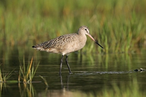 Images Dated 1st April 2005: Marbled Godwit
