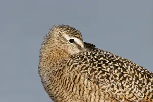 Marbled Godwit