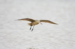 Marbled Godwit - In flight. Fort de Soto, florida, USA BI001897