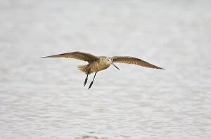 Images Dated 16th March 2006: Marbled Godwit - In flight. Fort de Soto, florida, USA BI001897