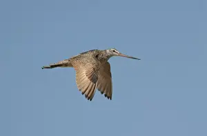 Marbled Godwit - in flight - Montana - June - USA