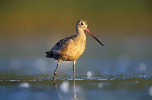 Marbled Godwit Jamaca Bay Refuge, New York, USA