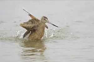 Marbled Godwit washing. Fort de Soto, florida, USA BI001895