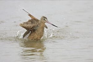 Images Dated 16th March 2006: Marbled Godwit washing. Fort de Soto, florida, USA BI001895