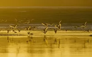 Marbled Godwits - coming in to feed, at sunset